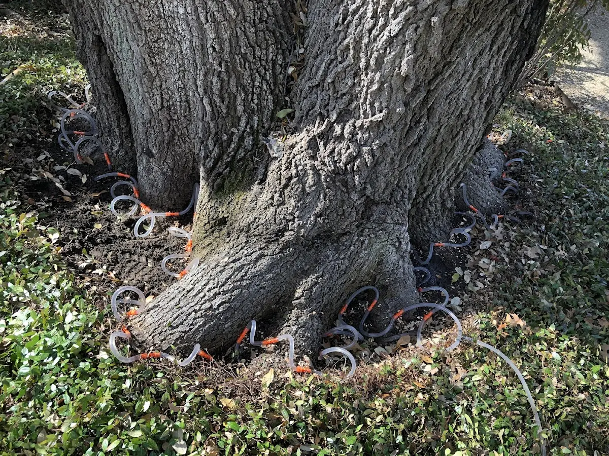 Detailed Tree Cabling and Bracing job site in Pace