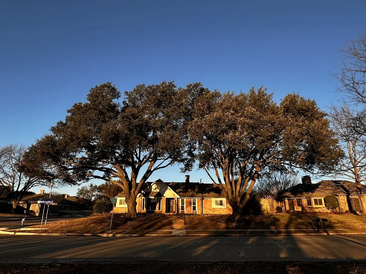 Established residential canopy tree shading a home in Pace